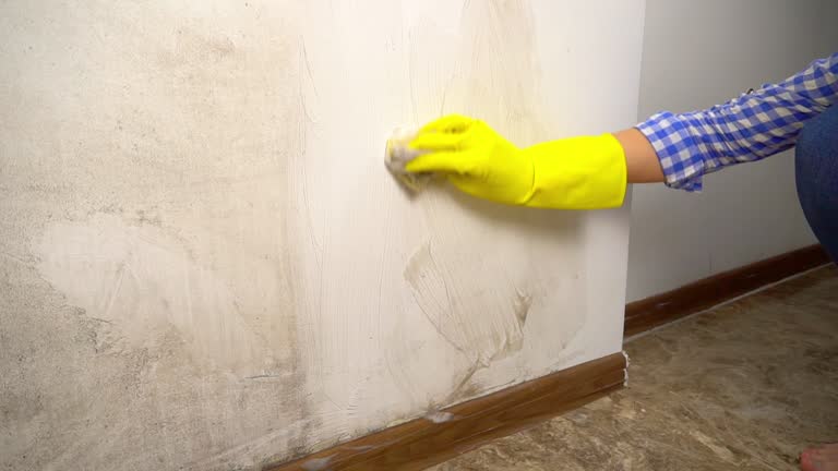 Best Environmental Consulting for Mold Prevention  in Mentone, IN