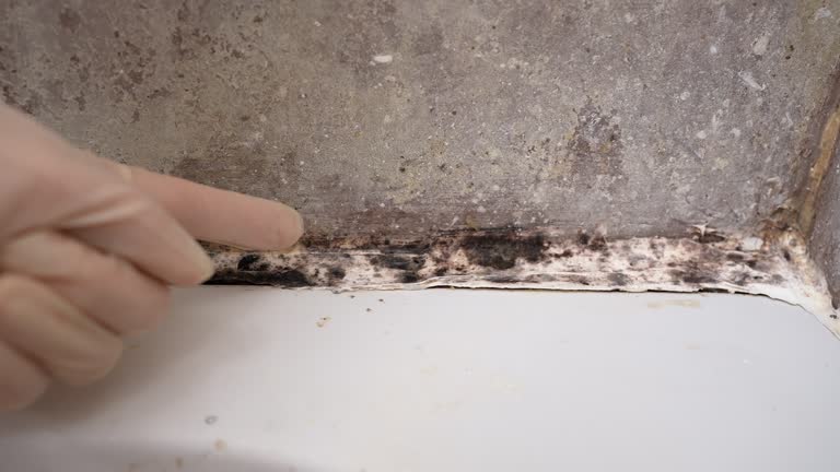 Mentone, IN Mold Removal Pros